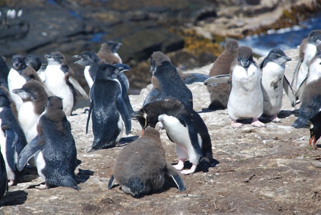 Feeding the youngsters after a day fishing at sea