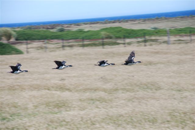 King Cormorants in flight