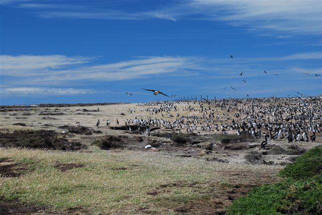 The King Cormorant colony encompasses the fence