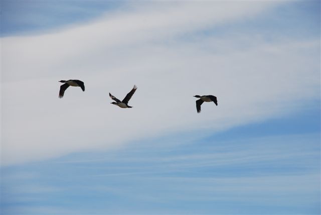 Flight training for King Cormorants