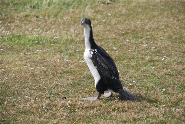 Confused youngster King Cormorant