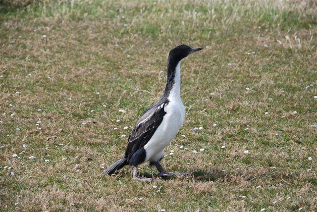 Confused youngster King Cormorant