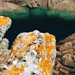 Jersey Lichens