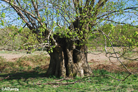 Buxted Park