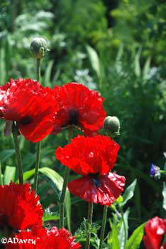 Cultivated Poppy