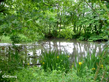 Firle Park pond