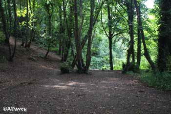 St Catherine's Wood