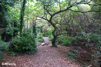 St Catherine's Wood