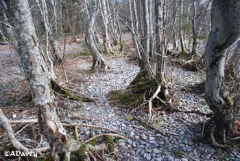 Tree roots, Loch Ness