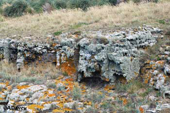 Bleaker lichens