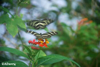 London Zoo butterflies