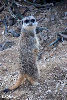 London Zoo meerkat