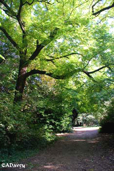 Hampstead Heath