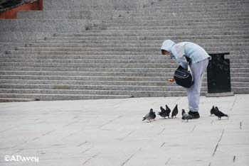 Pigeons in Stavanger