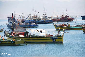 Fishing in Chile