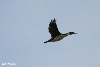 Juvenile King Cormorant