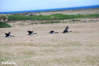 Flying cormorants