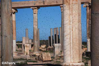 Leptis starlings