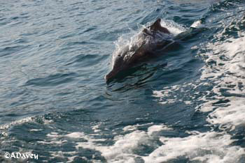 Indian Humpback Dolphin