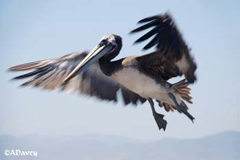 Peruvian Pelican