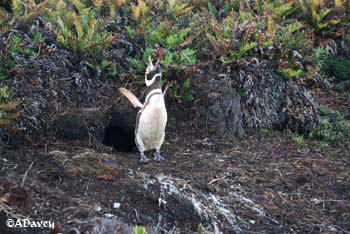 Magellanic Penguin